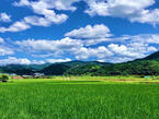 大鶴の田圃風景